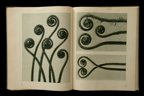 画像: Karl Blossfeldt／カール・ブロスフェルト【Urformen der Kunst】