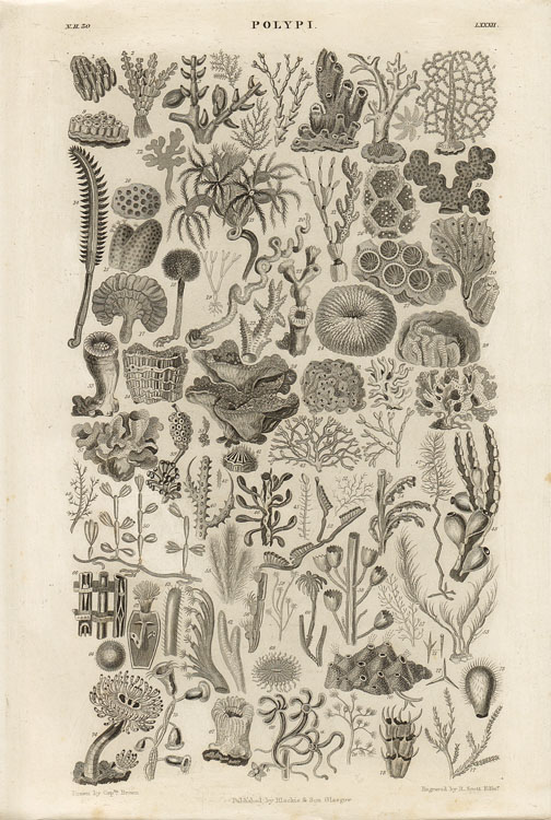 画像: natural history illustration／博物画【POLYP I】